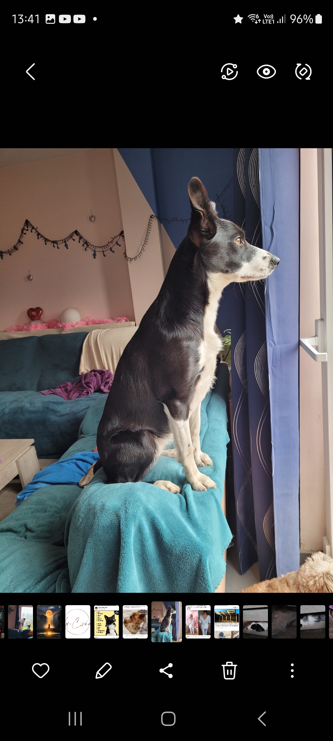 Border collie femelle noire et blanc née janv 2022