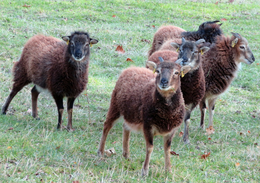Moutons soay  et chèvres naines (Boucs et chèvres)