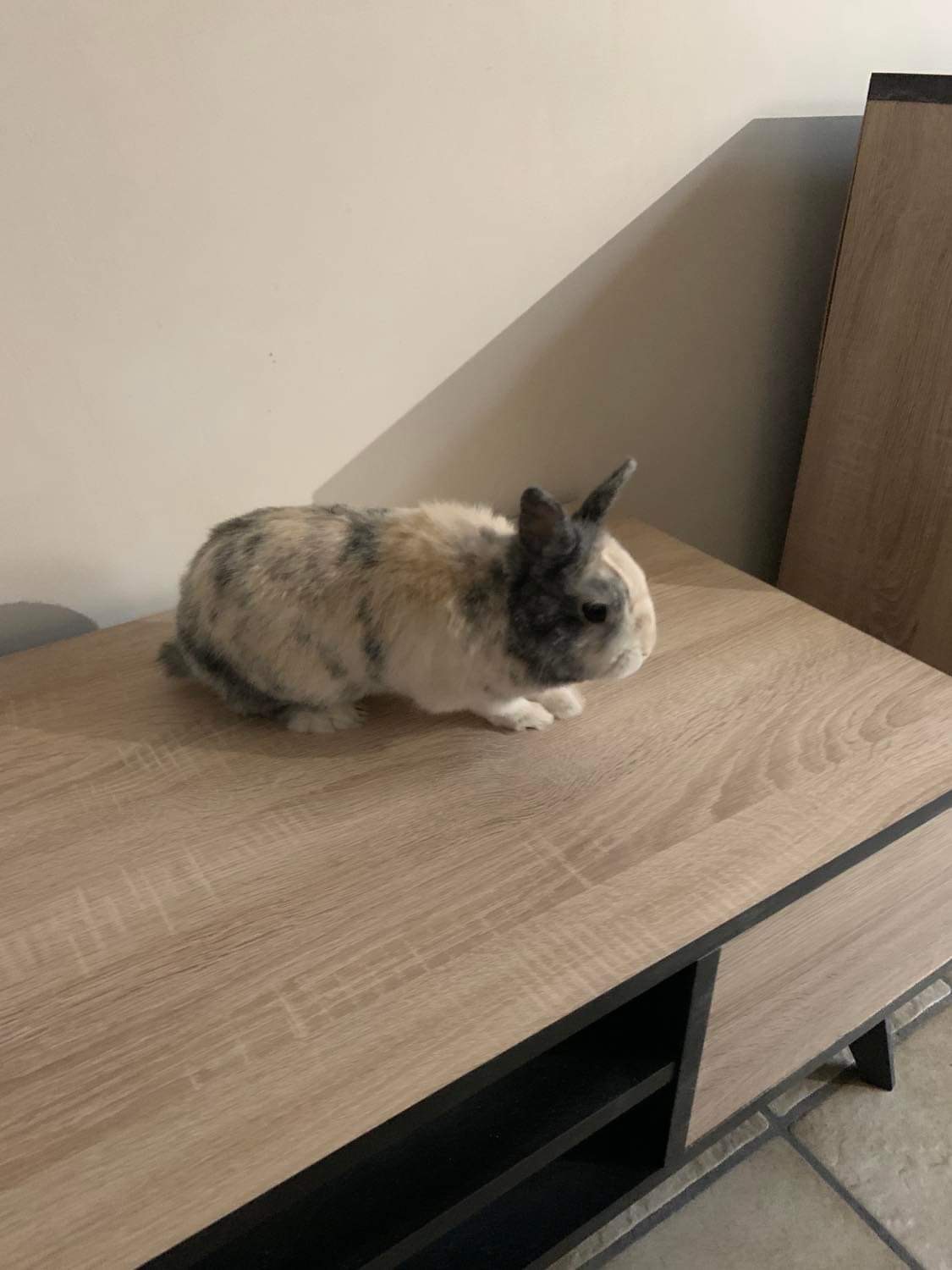 Vendre lapin nain et bélier 