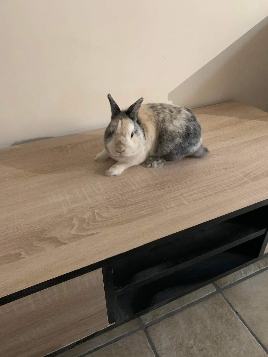 Vendre lapin nain et bélier 