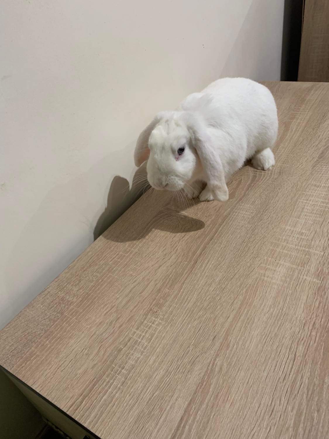 À vendre Lapin bélier femelle nome Ruby 