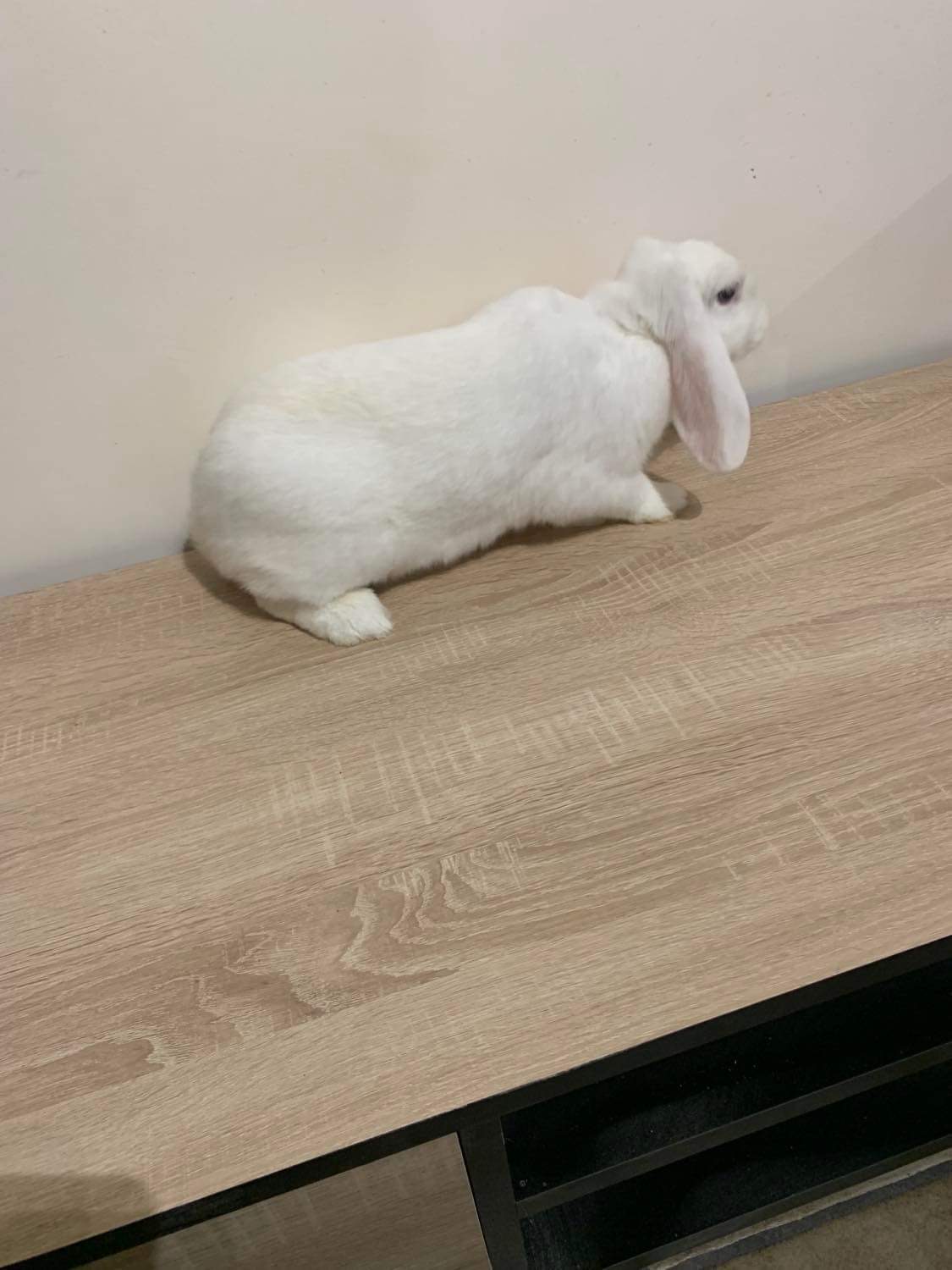 À vendre Lapin bélier femelle nome Ruby 