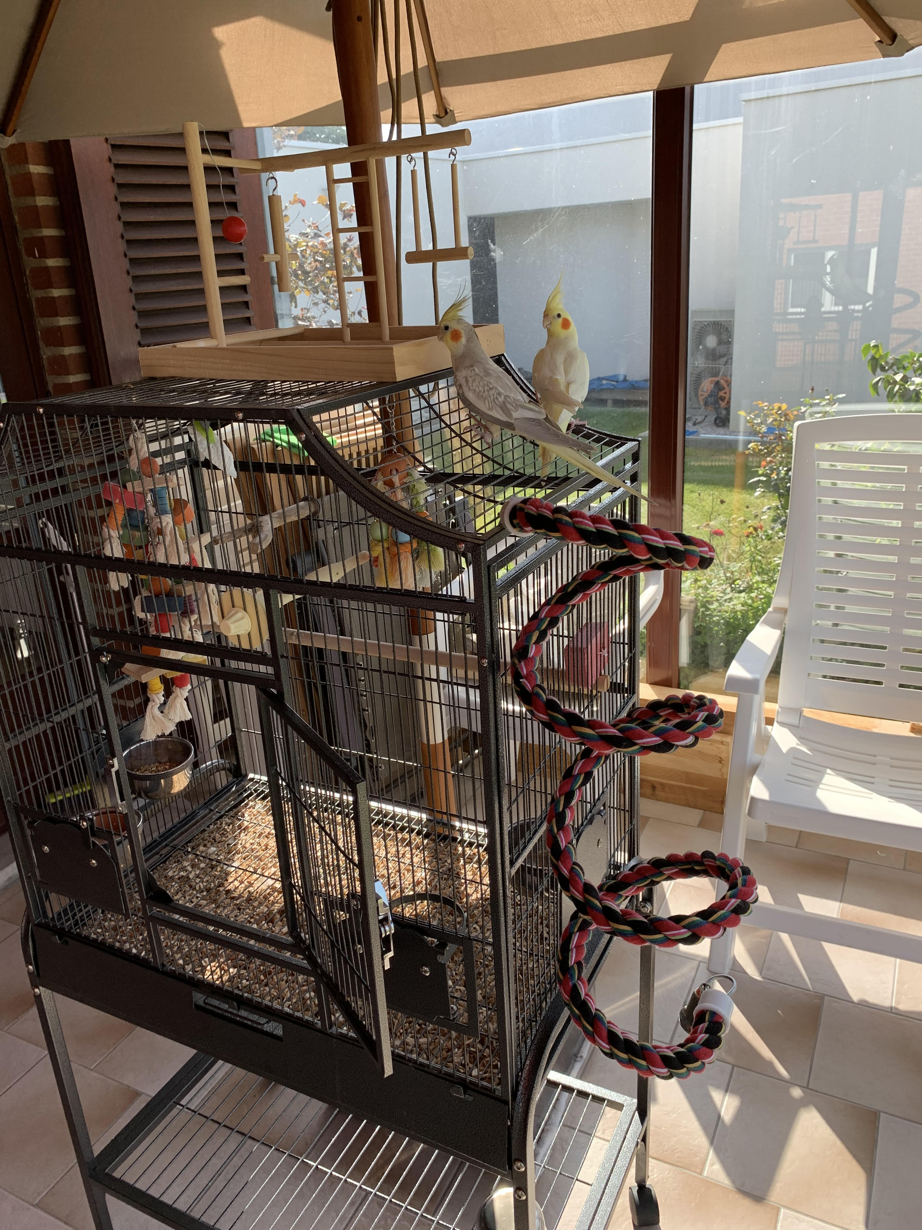 Couple de Calopsittes et leur cage