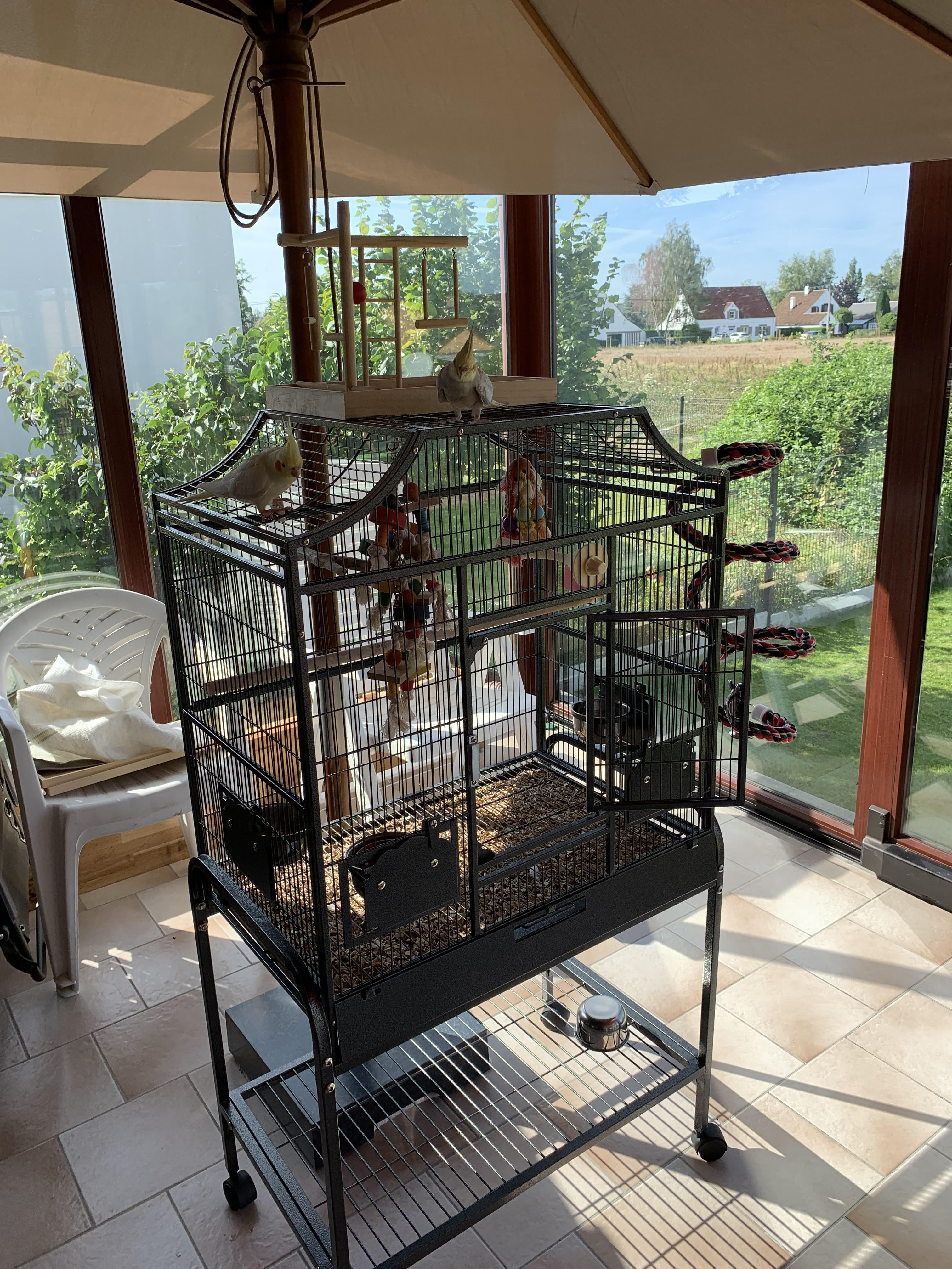 Couple de Calopsittes et leur cage