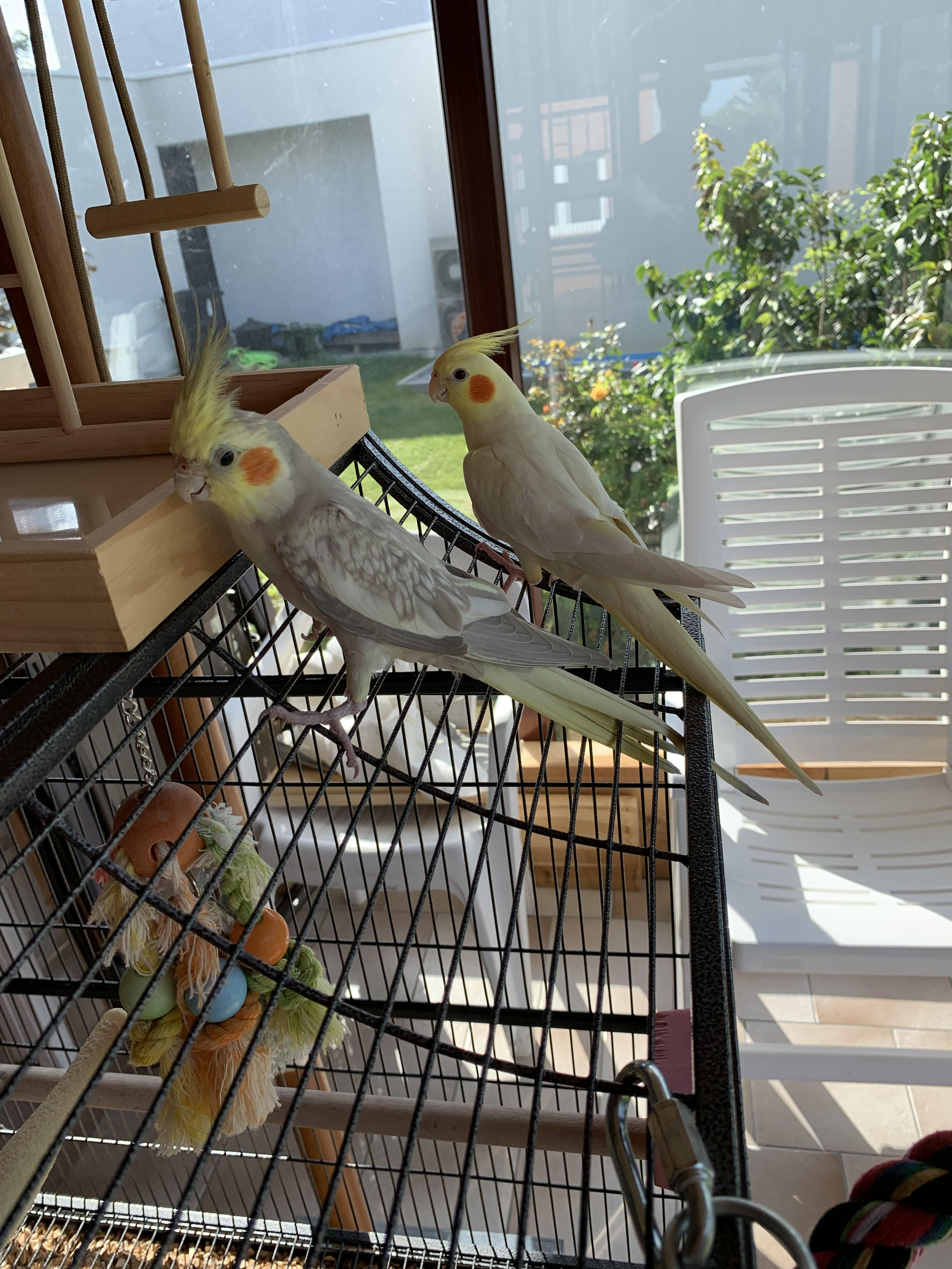 Couple de Calopsittes et leur cage