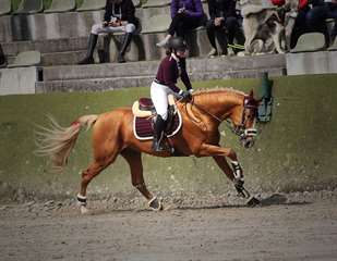  Cheval de sport allemand 11 ans 2000€